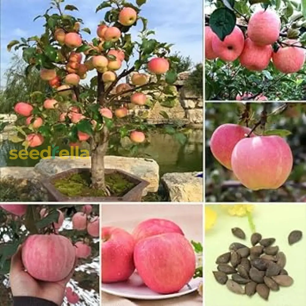 Apple Seeds for Planting Fresh Fruit