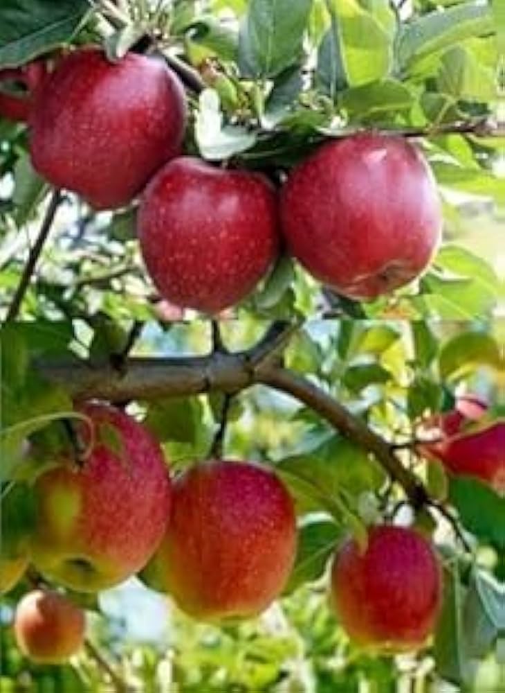 Apple tree with ripe red apples