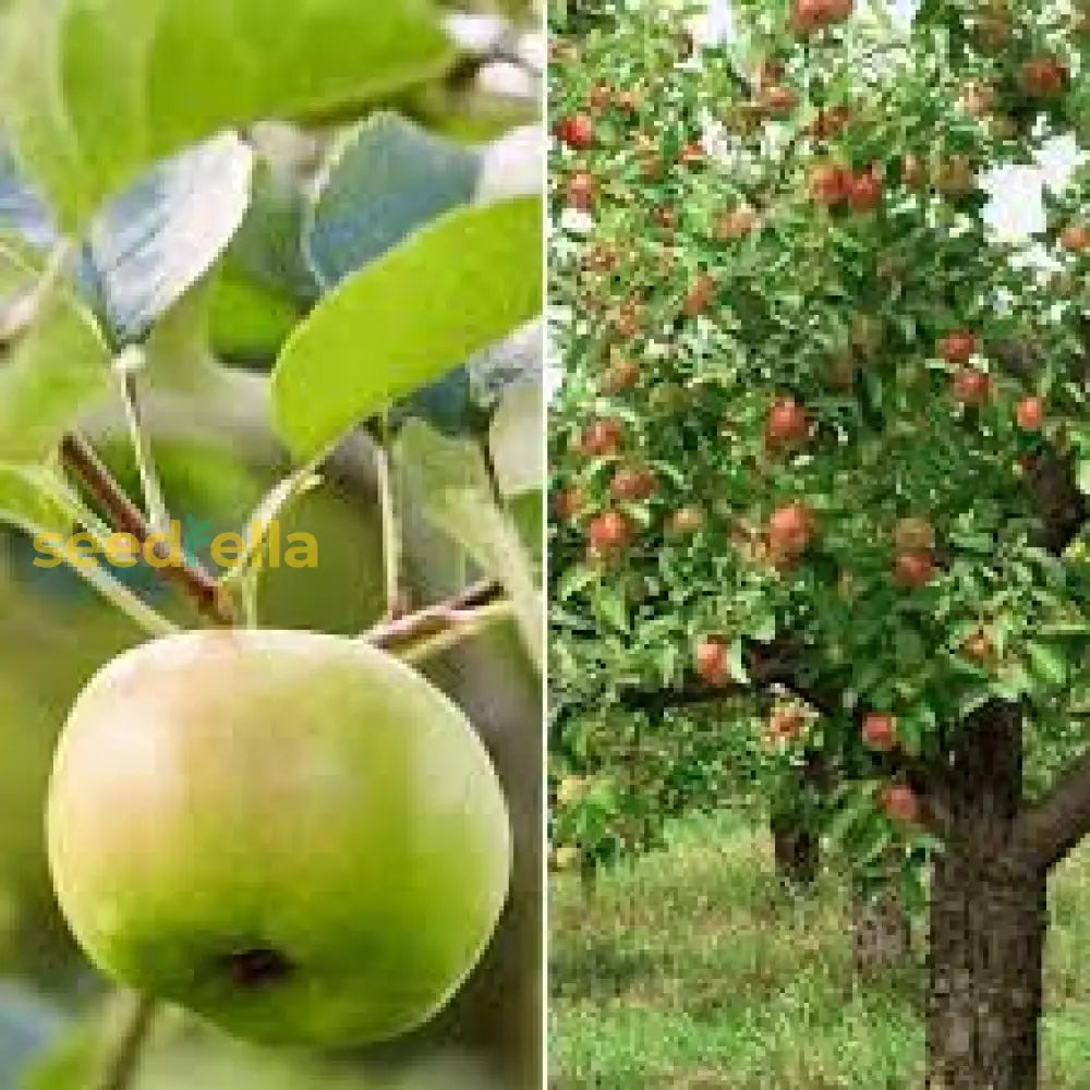 Apple Tree Orchard with Mixed Varieties