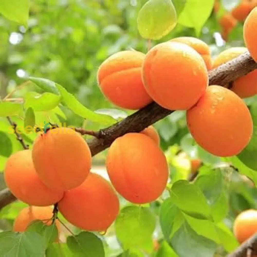 Apricot Fruit Seeds For Planting  Grow Your Own Sweet Apricots