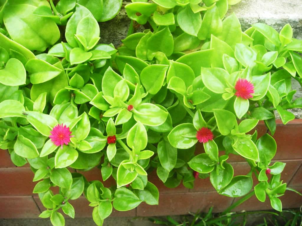Non-GMO Aptenia Cordifolia Seeds – Easy-Grow Succulent Ground Cover