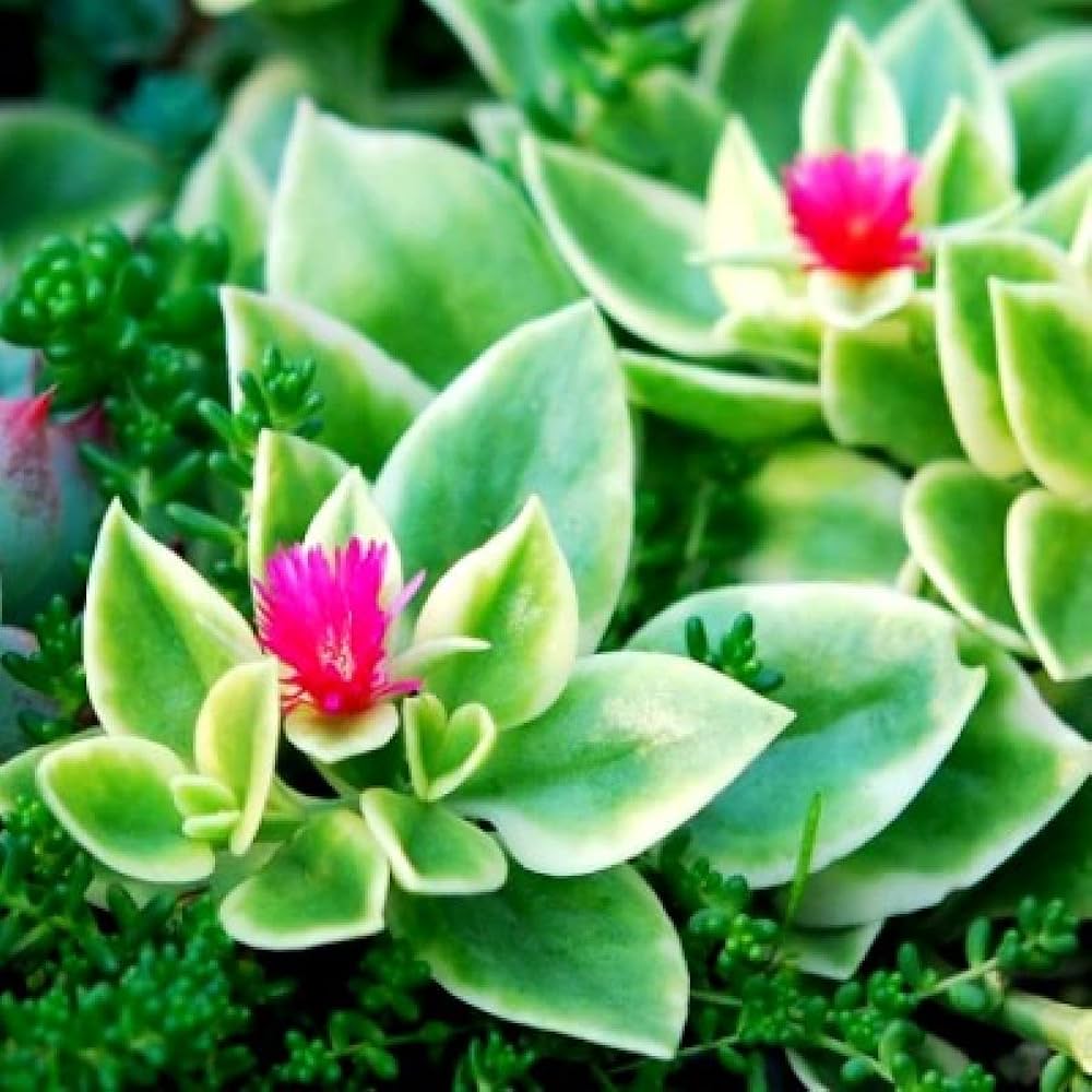 Aptenia Flowering Ground Cover Seeds – Colorful Garden Border Plant