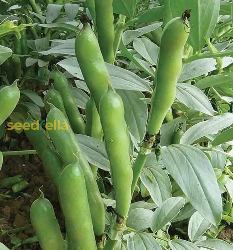 Green Aquadulce bean seeds for planting non GMO