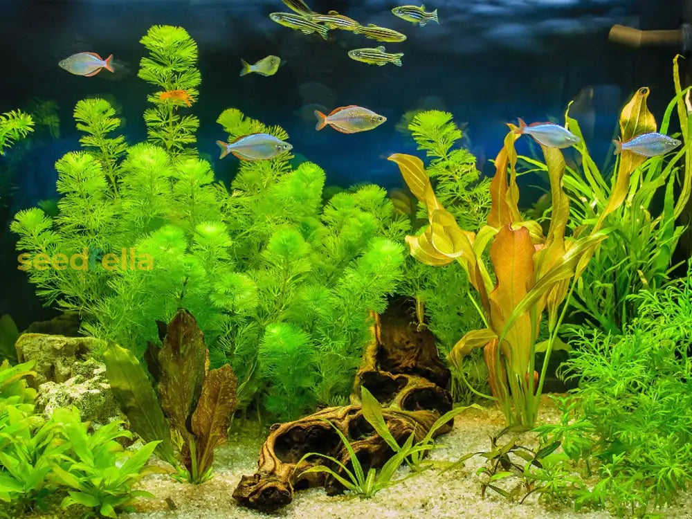 Aquarium Plant Seeds For Aquatic Gardening Seeds