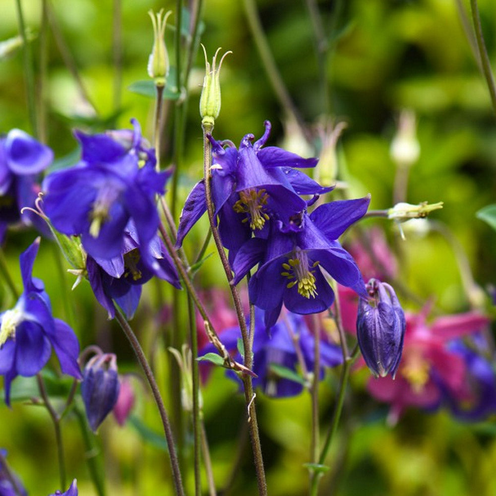 Aquilegia flowers planted along garden border