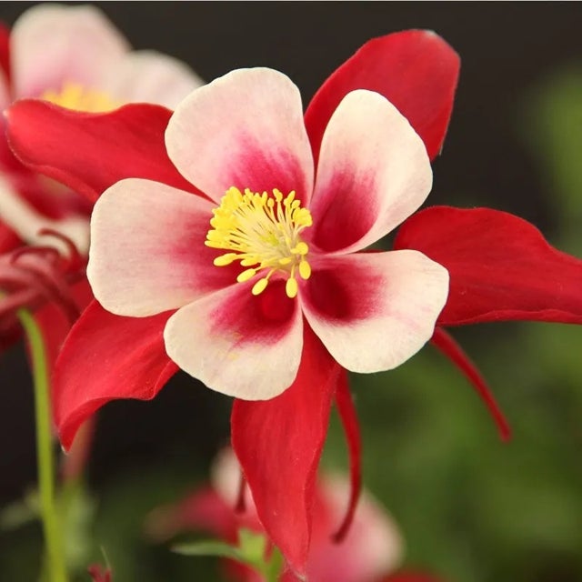 Columbine Flower seeds for Planting Easy to Grow Heirloom & GMO Free Seeds for Home Garden 
 
 Sale for planting in home garden