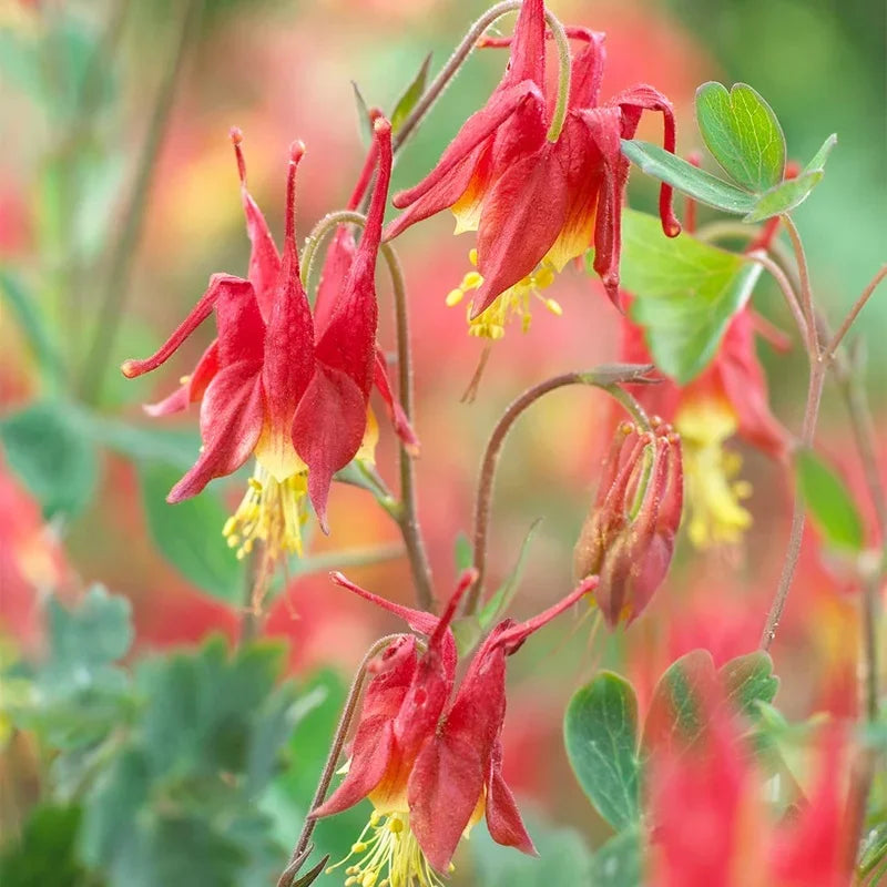 Vibrant Aquilegia Flower Seeds In Orange And White For Striking Displays