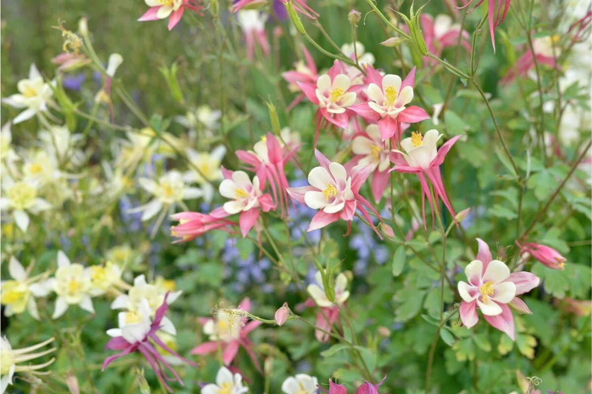 Close-up of Aquilegia Columbine flower petals