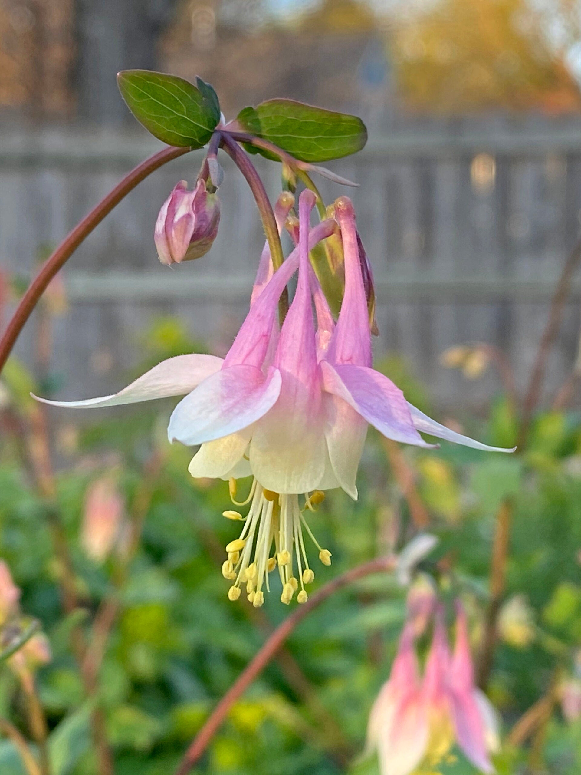 Close-up of Dark Pink & White Aquilegia petals