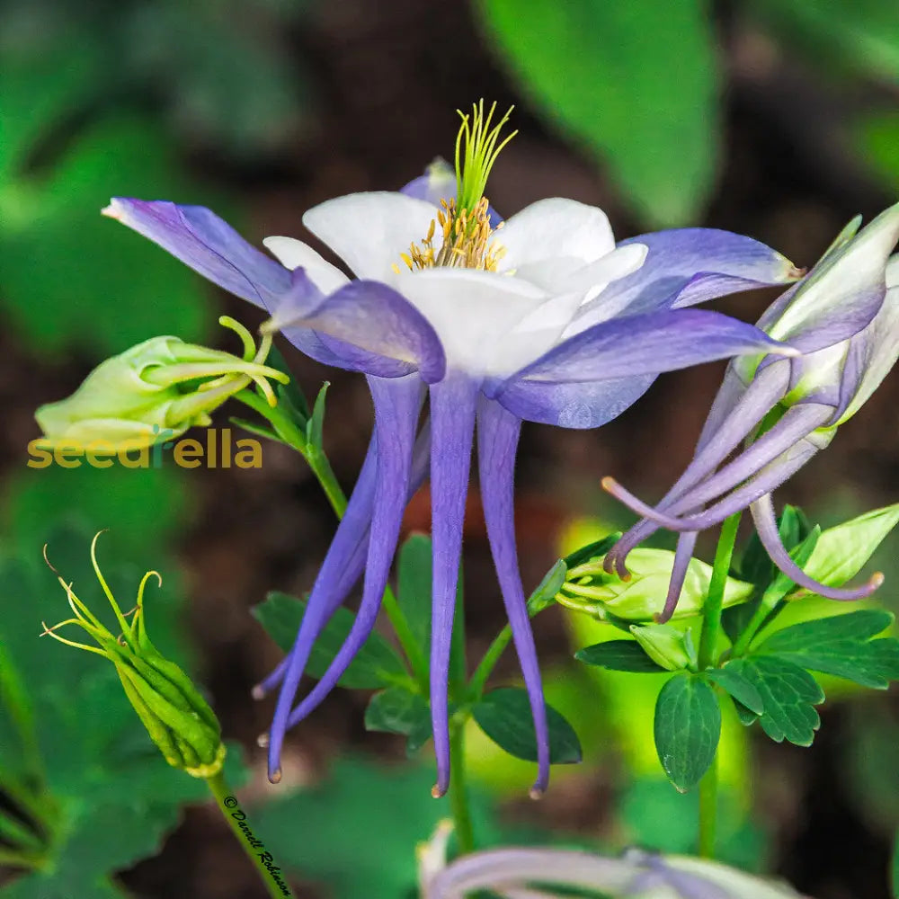 Aquilegia Coerulea Seeds For Planting - Blue & White Flowers Flower