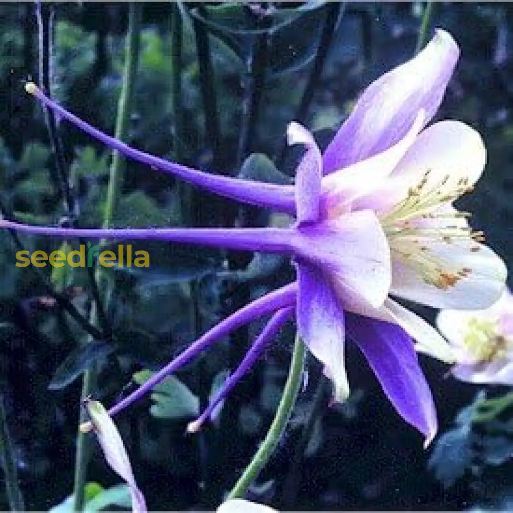 Aquilegia Coerulea Seeds For Planting - Blue & White Flowers Flower