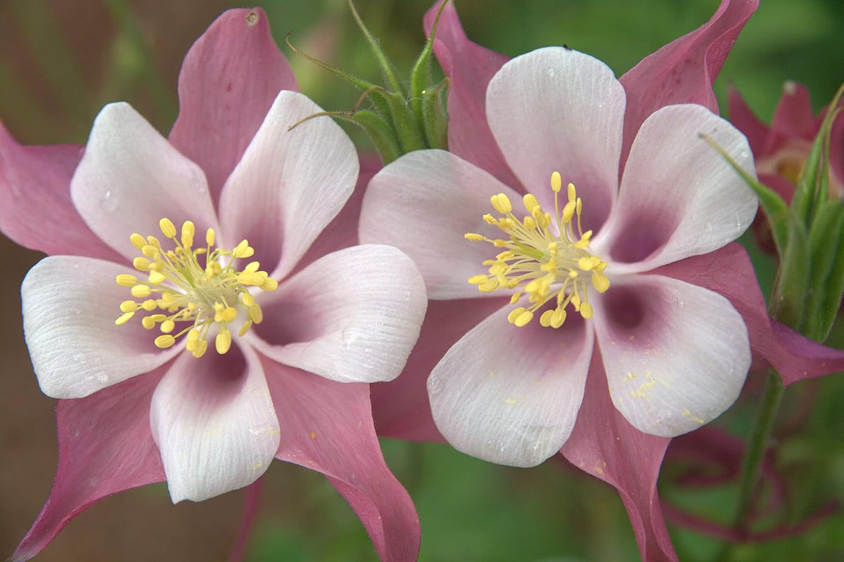 Light Pink Aquilegia growing in container
