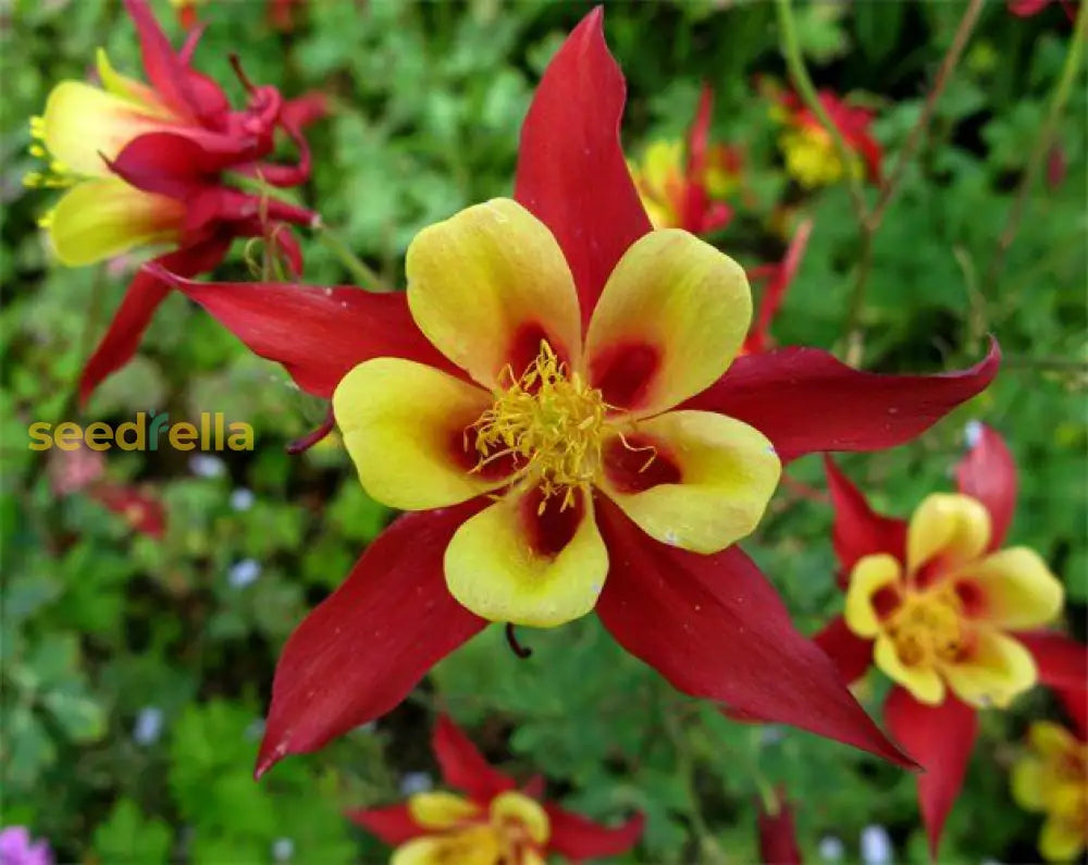 Aquilegia Flower Seeds For Elegant Planting