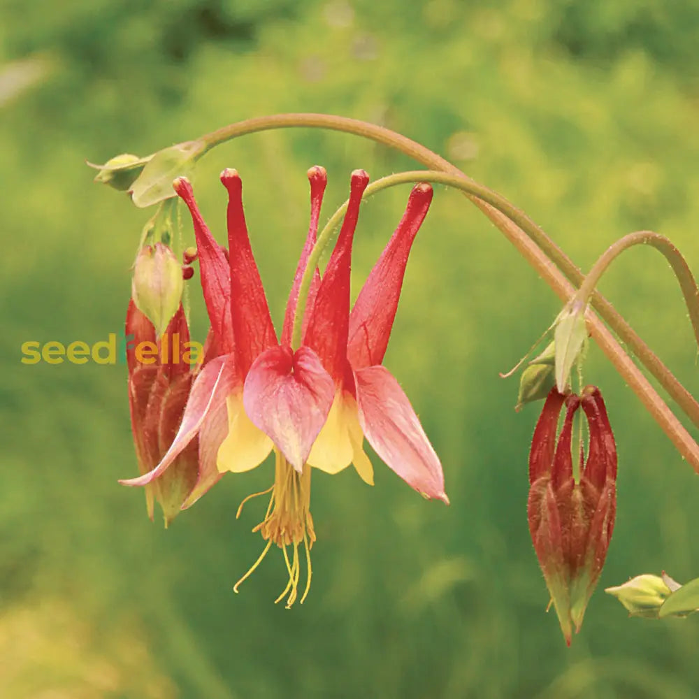 Aquilegia Flower Seeds For Elegant Planting