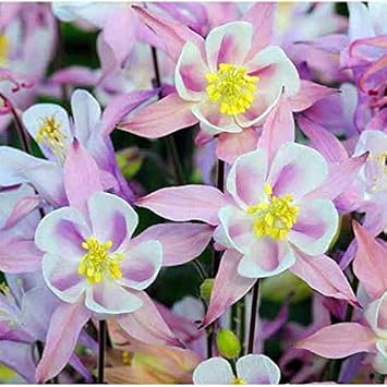 Aquilegia Flower Seeds for Planting – Light Blue & Pink