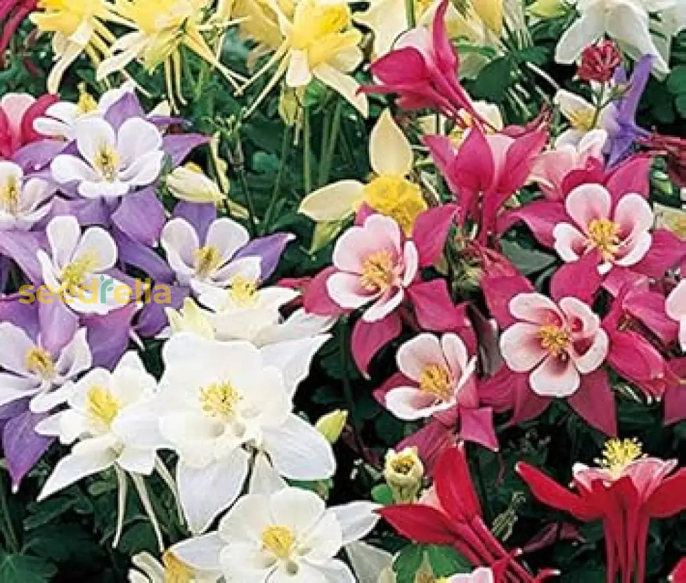 Aquilegia Flower Seeds Mixed - Perfect For Garden Planting