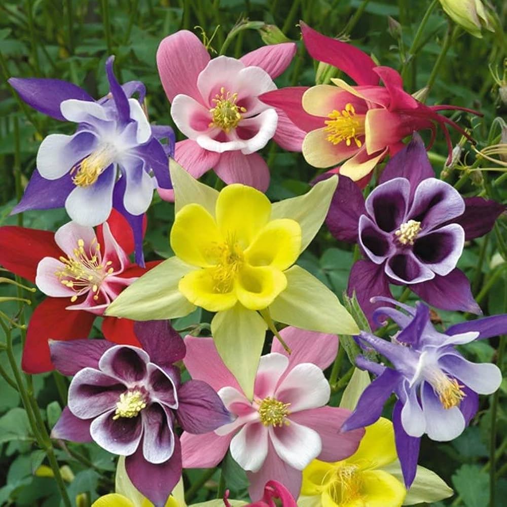 Aquilegia Mixed Flower Seeds for Garden Planting
