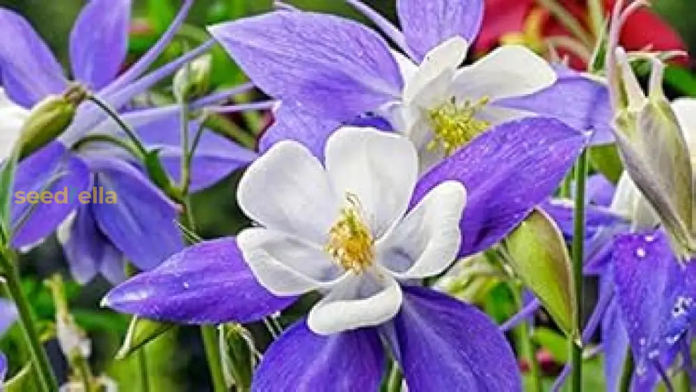 Aquilegia Flower Seeds: Purple White Variety For Planting