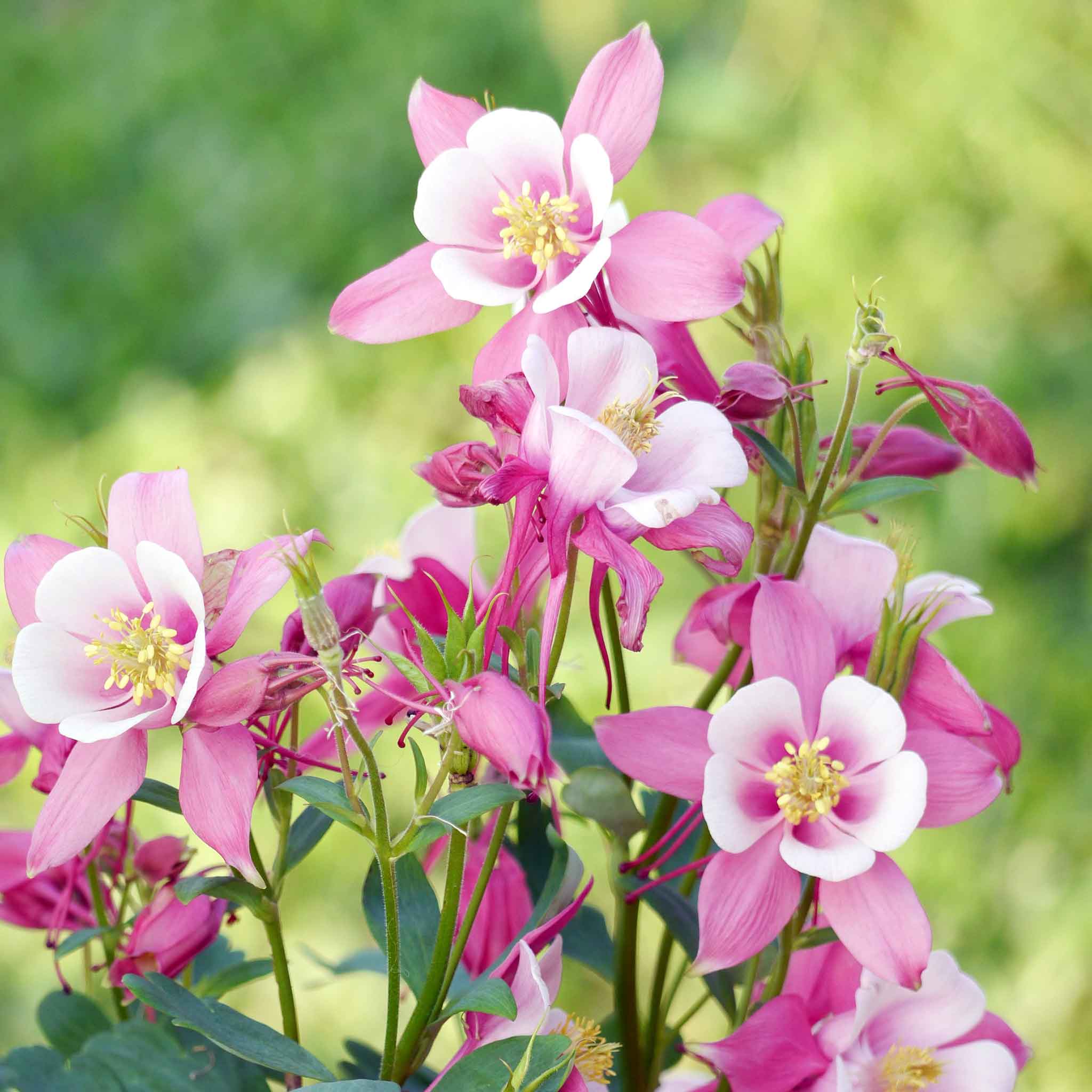 Aquilegia Dark Pink & White flowers growing in garden beds