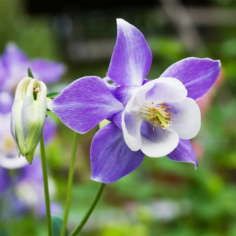 Blue and White Aquilegia planted along garden border