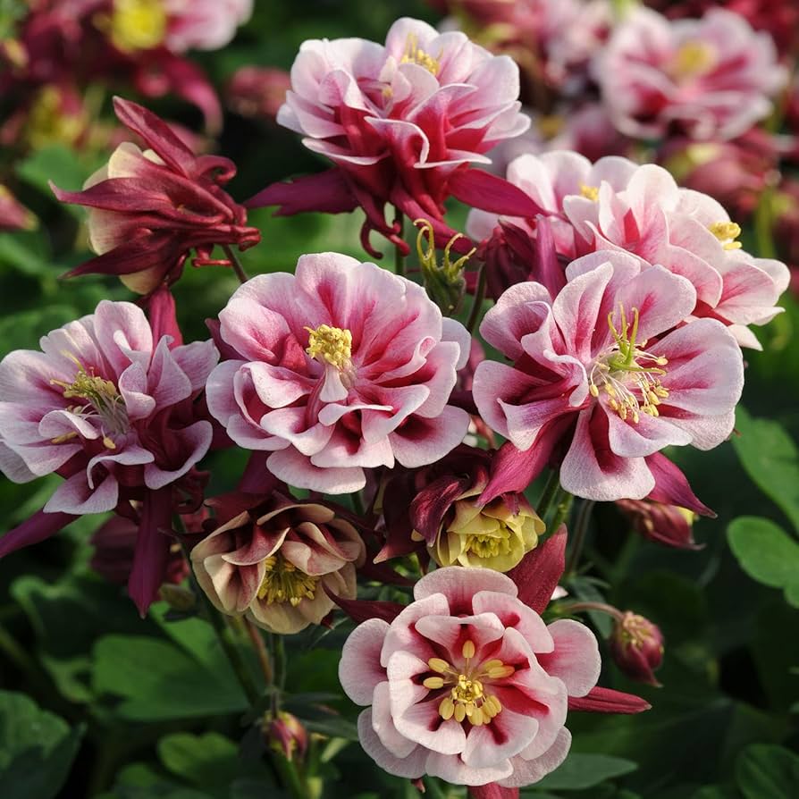 Light Pink Aquilegia planted along garden border