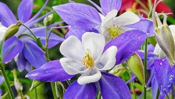 Purple White Aquilegia planted along garden border