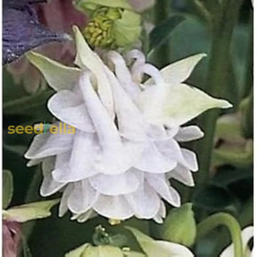 Aquilegia Lace Planting Seeds  Beautiful Blooms Flower