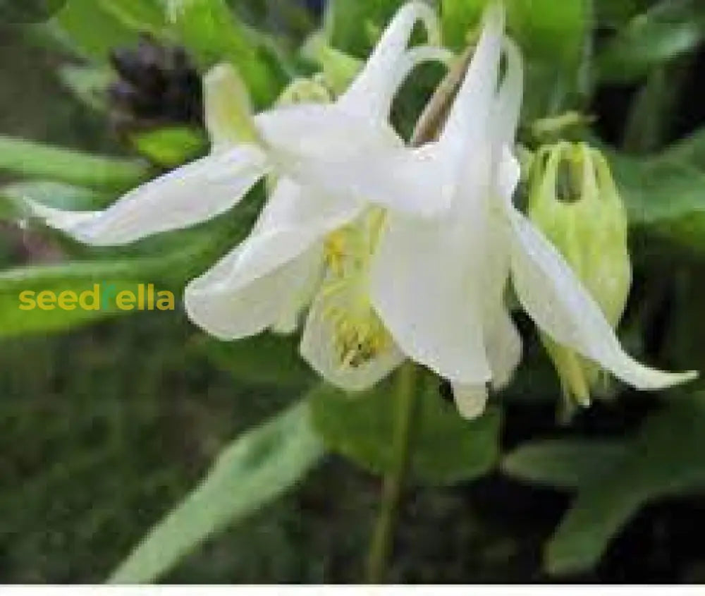 Aquilegia Lace Planting Seeds  Beautiful Blooms Flower