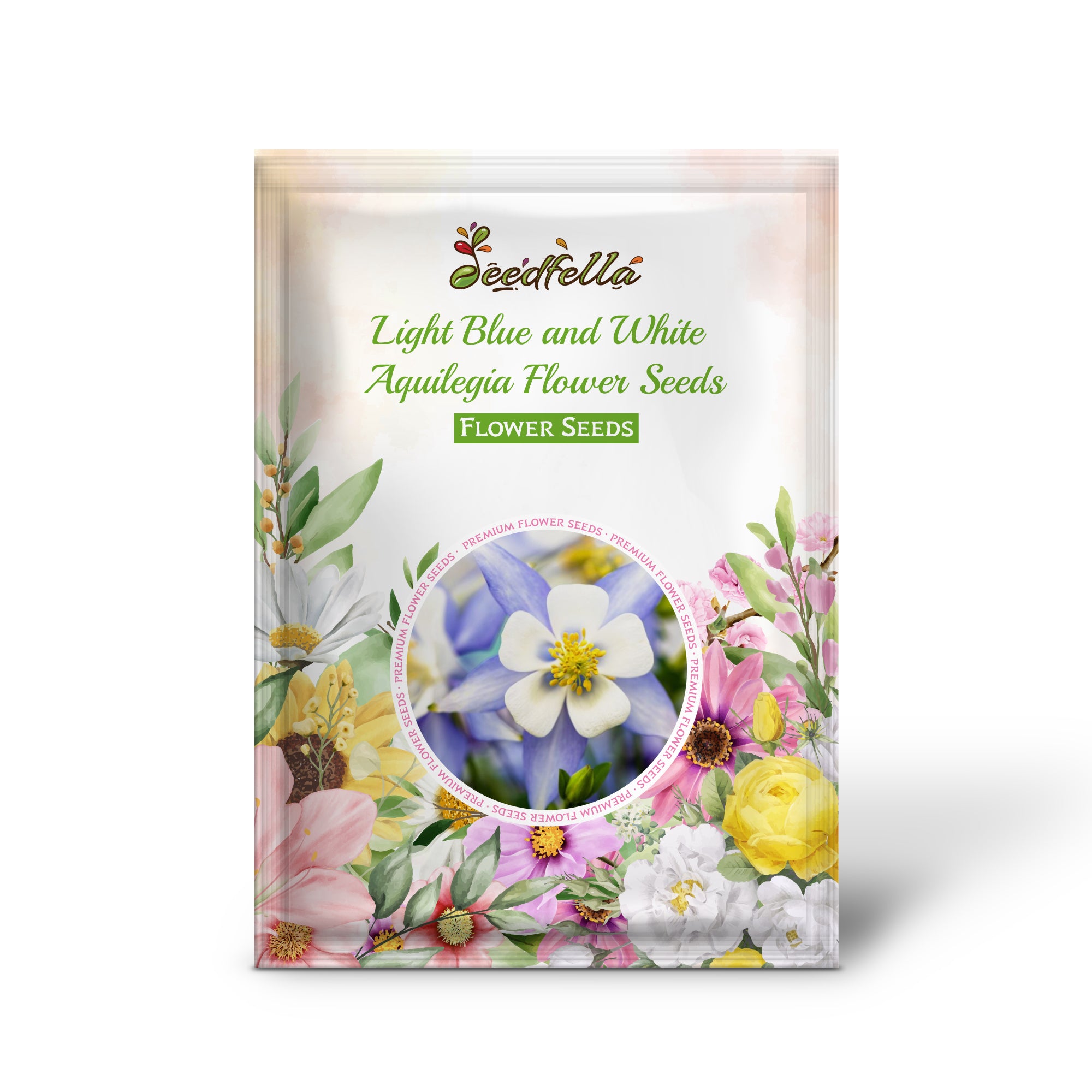 Light Blue and White Aquilegia Blooms in Garden