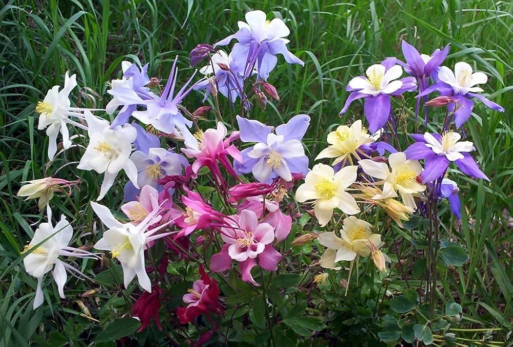 Mixed Aquilegia flower colors in full bloom