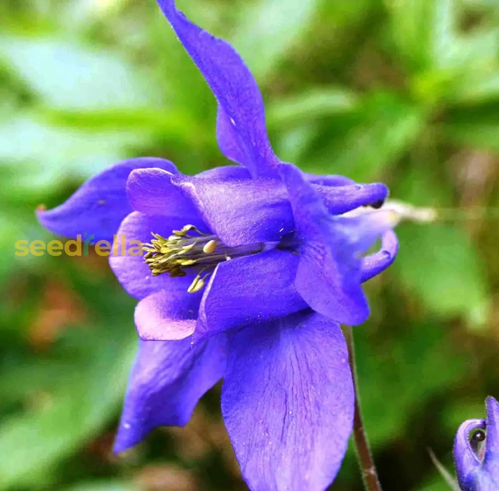 Aquilegia Purple Plant Seeds | Easy-To-Grow Perennial Blooms Flower