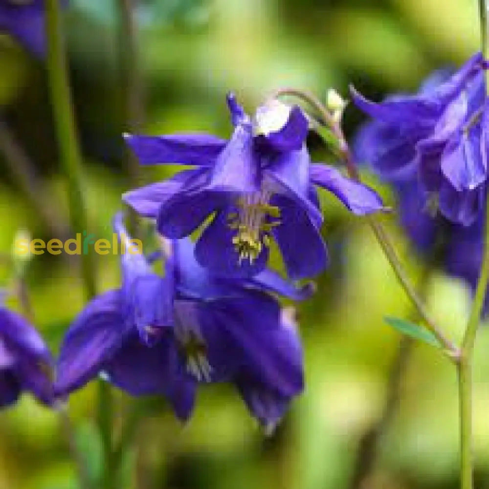 Aquilegia Purple Plant Seeds | Easy-To-Grow Perennial Blooms Flower