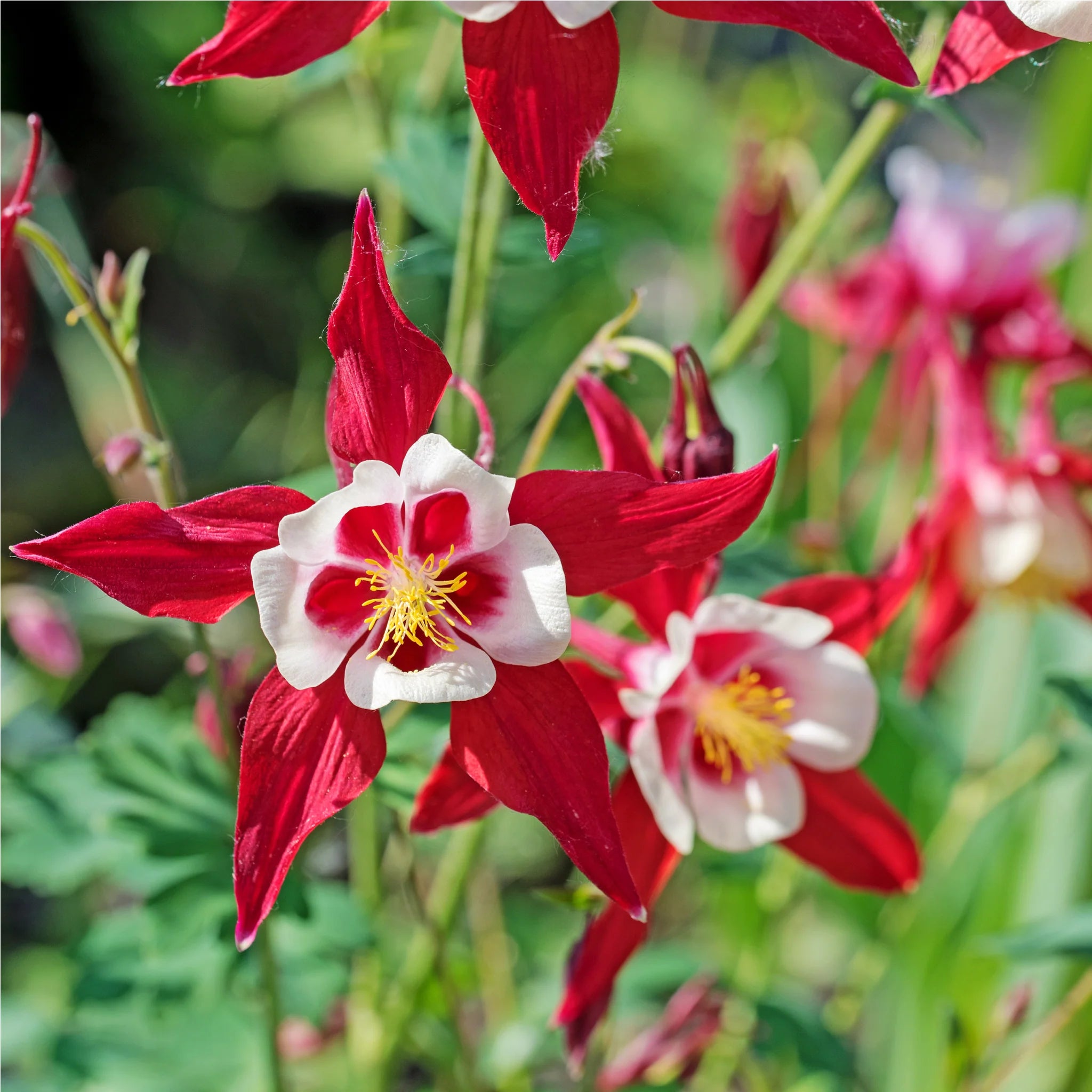 Red White Aquilegia flower seeds for vibrant garden planting
