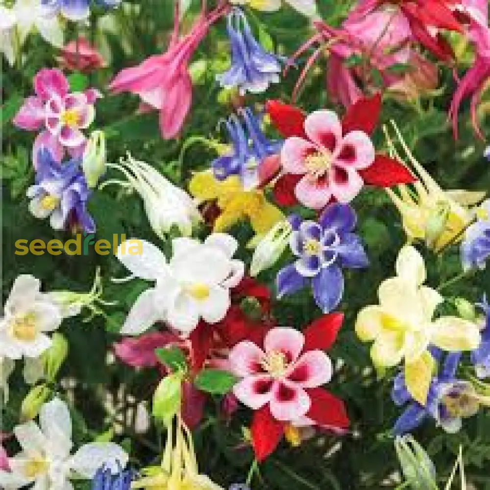 Aquilegia Seeds For Vibrant Multi-Color Planting Flower