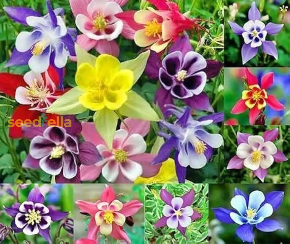 Aquilegia Seeds For Vibrant Multi-Color Planting Flower