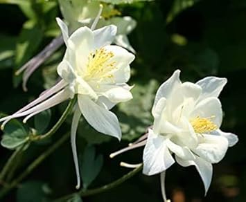 White Aquilegia Flowers in Garden Border