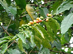 Arabica Coffee Plant Seeds – Non-GMO Indoor Tropical Plant