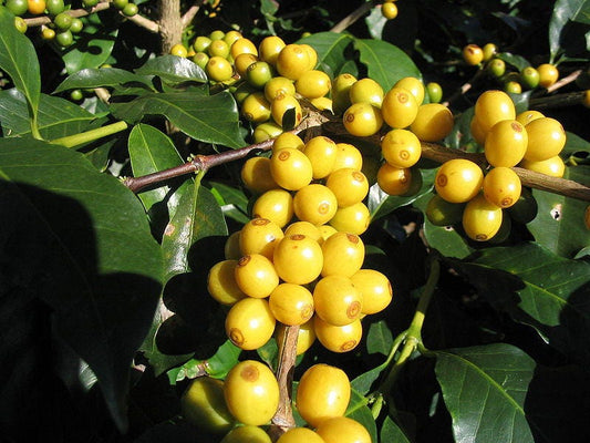 Arabica Coffee Seeds – Coffea arabica Non-GMO Tropical Shrub