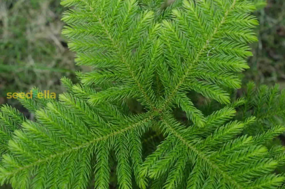 Araucaria Foliage Plant Seeds For Stunning Gardens Seeds