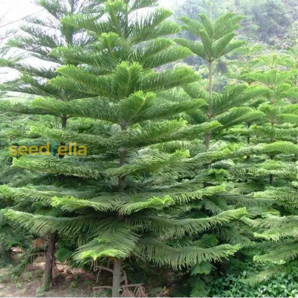 Araucaria Plant Seeds For Planting - Full Green Variety Seeds