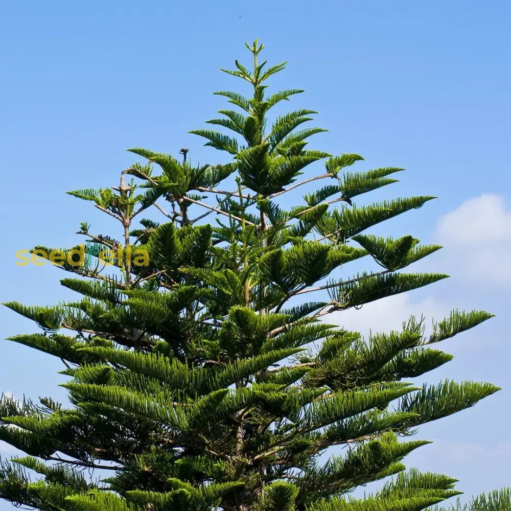 Araucaria Plant Seeds For Planting - Full Green Variety Seeds