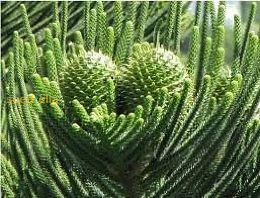 Araucaria Plant Seeds For Your Garden