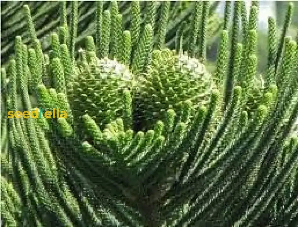 Araucaria Plant Seeds For Your Garden