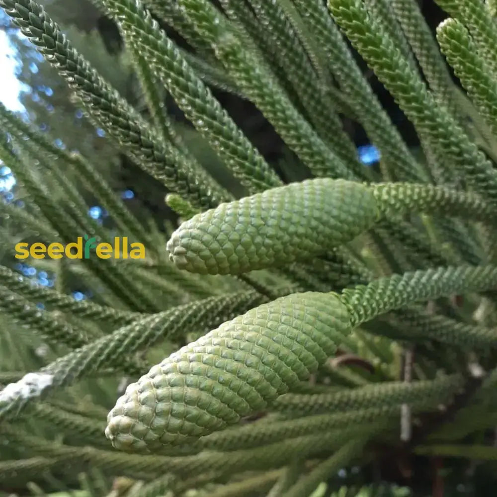 Araucaria Plant Seeds For Your Garden