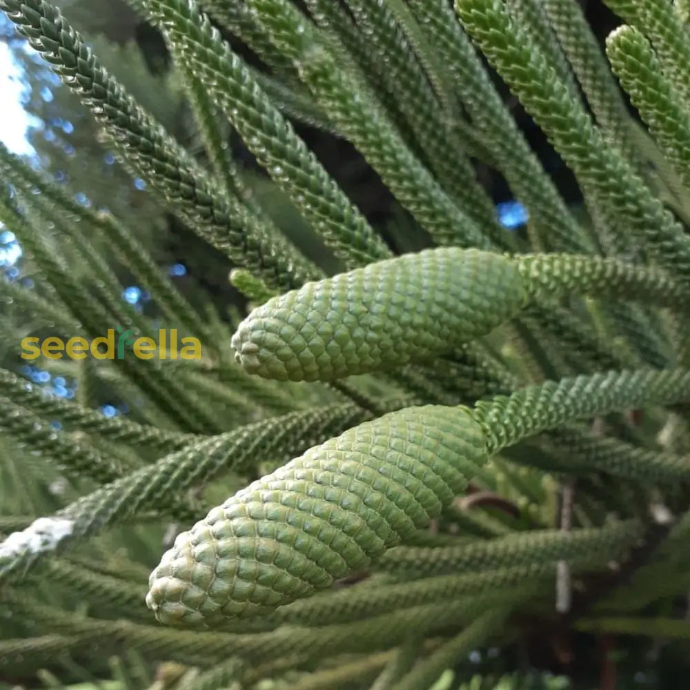 Araucaria Plant Seeds For Your Garden