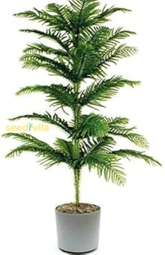 Araucaria Seeds For Planting Stunning Dark Green Trees Plant Seeds