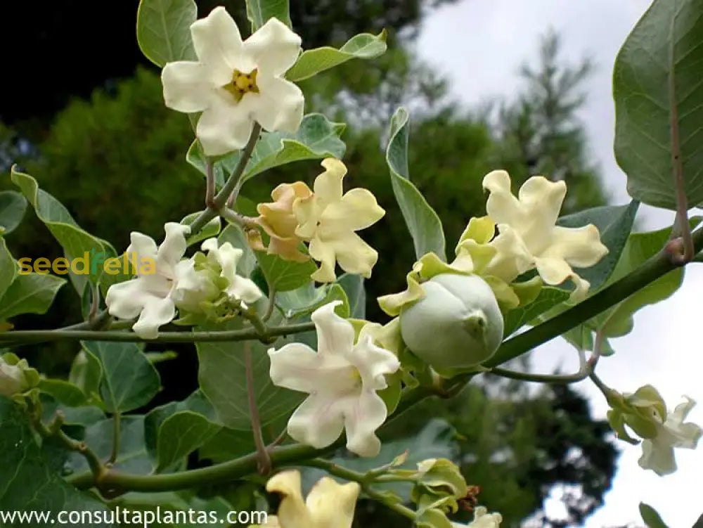 Araujia Climbing Flower Seeds For Planting Beauty