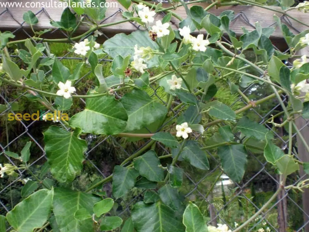 Araujia Climbing Flower Seeds For Planting Beauty