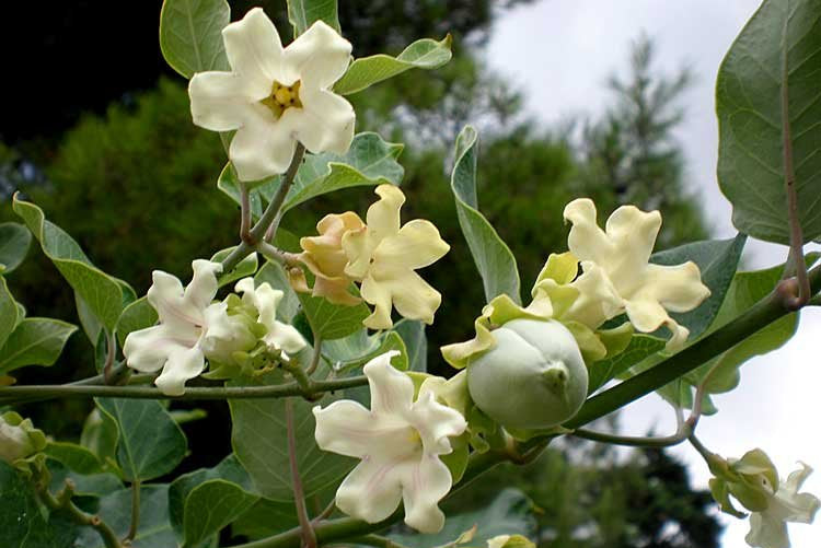 Araujia Climbing Flower Seeds for Planting