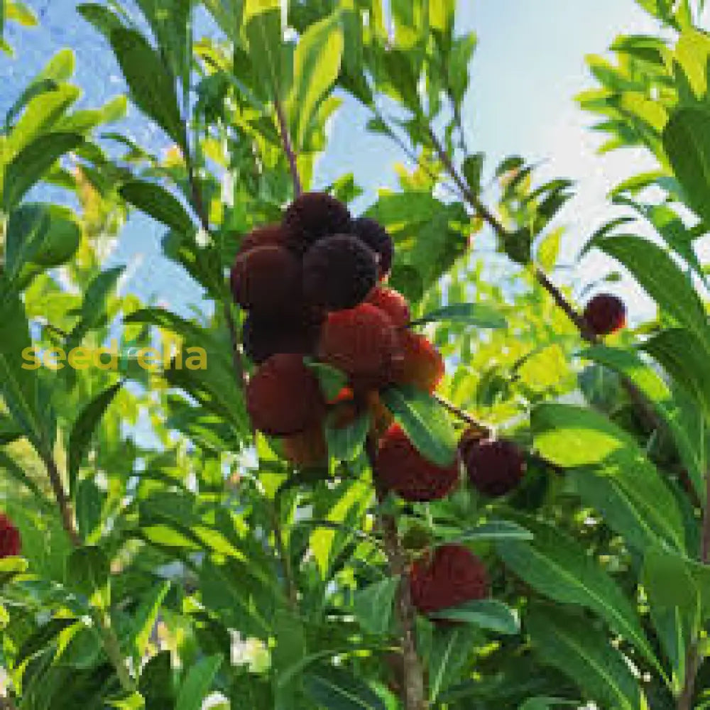 Arbutus Bayberry Fruit Seeds For Planting - Red